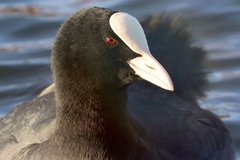 Fulica atra