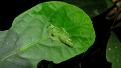 Teratohyla pulverata