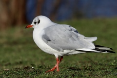 Chroicocephalus ridibundus