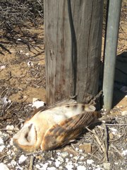 Tyto alba poensis