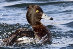 Aythya fuligula