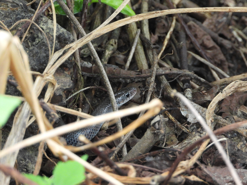 Western Crowned Snake