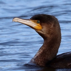 Phalacrocorax carbo