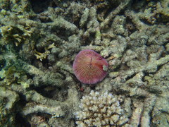 Fungia fungites