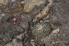 Echinofossulocactus phyllacanthus