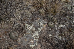 Echinofossulocactus phyllacanthus