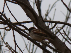 Passer domesticus