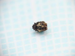 Phoroncidia paradoxa