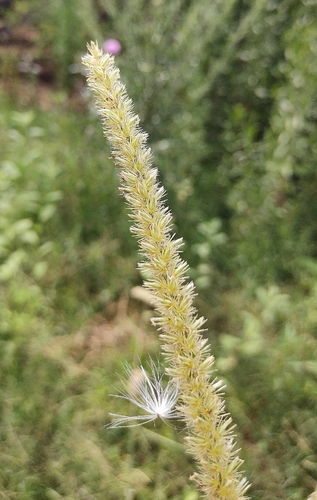 Big Sandbur (Cenchrus myosuroides)