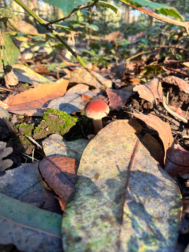 Hypholoma lateritium · December 2025 · photo: © daniel_castanhal (iNaturalist, cc-by)