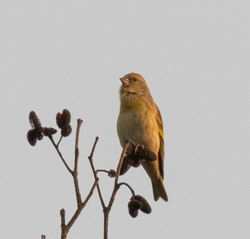 Yellow-crowned Canary (Serinus flavivertex), photo 2