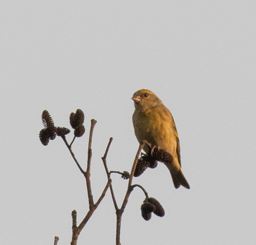 Yellow-crowned Canary (Serinus flavivertex), photo 3