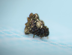 Phoroncidia paradoxa