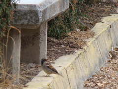 Passer domesticus