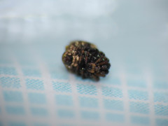 Phoroncidia paradoxa