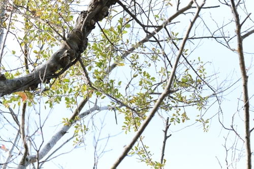 Mulberry Mistletoe (Taxillus chinensis)
