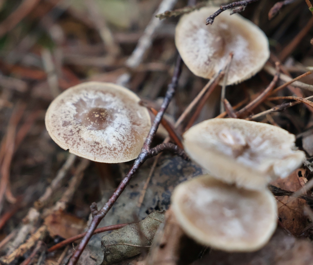 Rhodocollybia asema · December 2025 · photo: © andrejus (iNaturalist, cc-by)