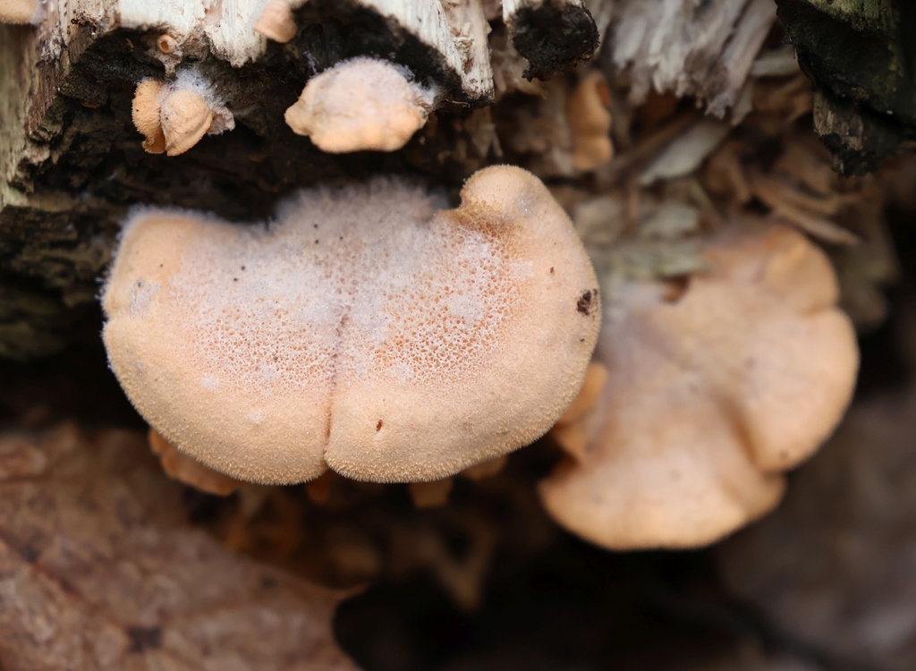 Phyllotopsis nidulans · December 2025 · photo: © andrejus (iNaturalist, cc-by)