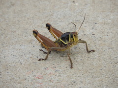 Brachystola behrensii