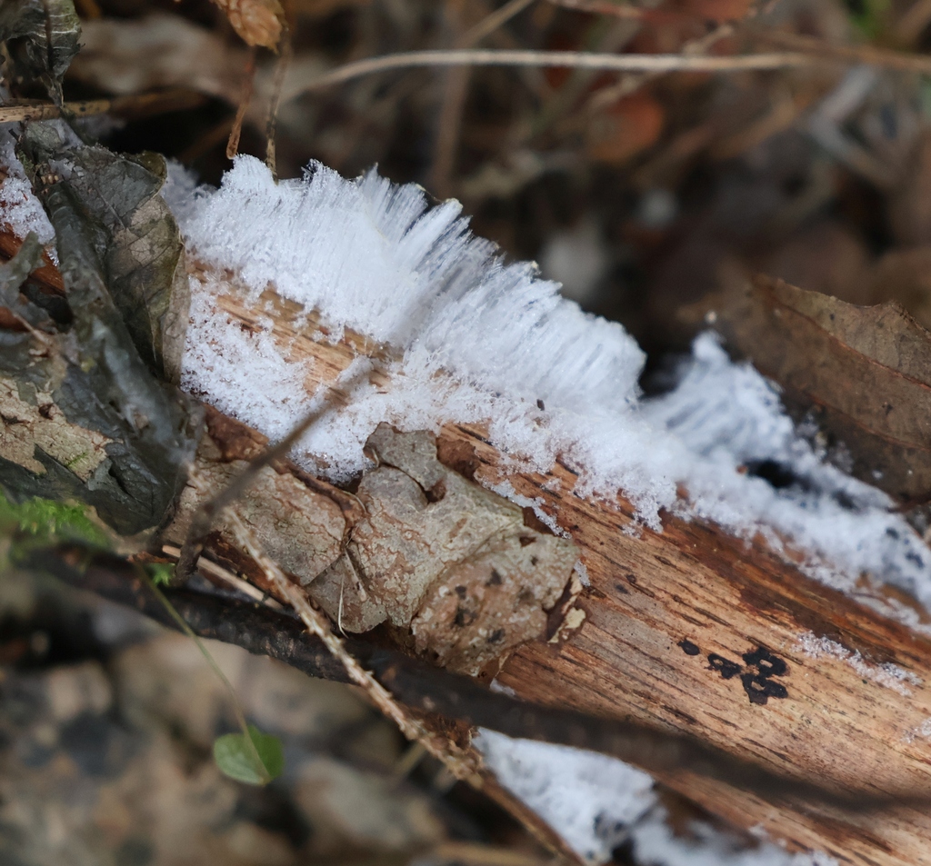 Exidiopsis effusa · December 2025 · photo: © andrejus (iNaturalist, cc-by)
