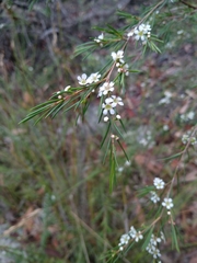 Baeckea linifolia