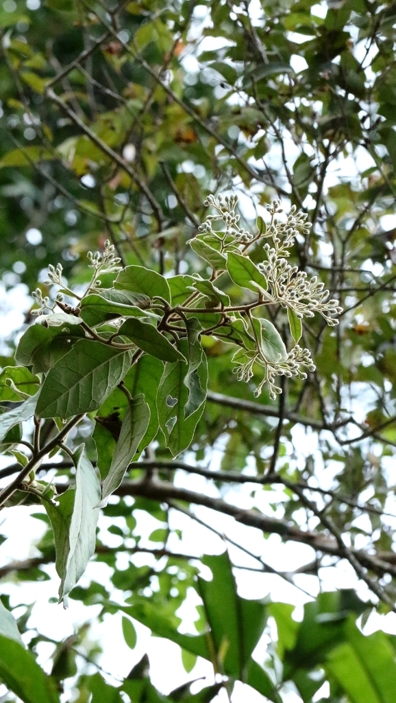 Strobocalyx solanifolia (Strobocalyx solanifolia)
