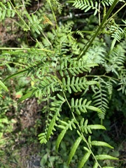 Pteridium caudatum