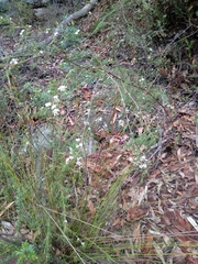 Baeckea linifolia