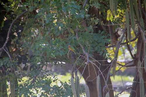Ethiopian Bee-eater