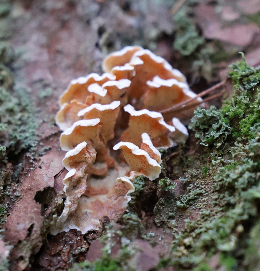 Skeletocutis amorpha · December 2025 · photo: © andrejus (iNaturalist, cc-by)
