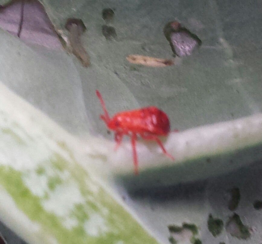 Brown soldier bug from Athenree New Zealand on January 22, 2020 at 0731 AM by