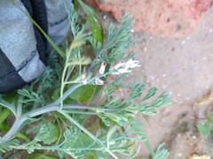 Fumaria parviflora