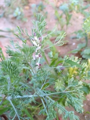 Fumaria parviflora