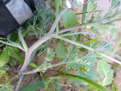 Fumaria parviflora