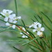 Baeckea linifolia - Photo (c) Margaret Donald, algunos derechos reservados (CC BY-SA)
