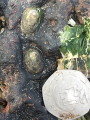 Siphonaria pectinata