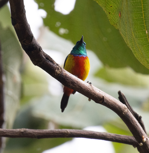 Regal Sunbird (Cinnyris regius), photo 6