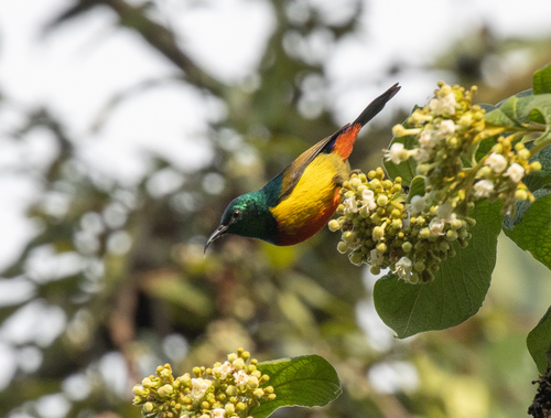 Regal Sunbird (Cinnyris regius), photo 7