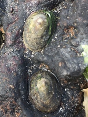 Siphonaria pectinata