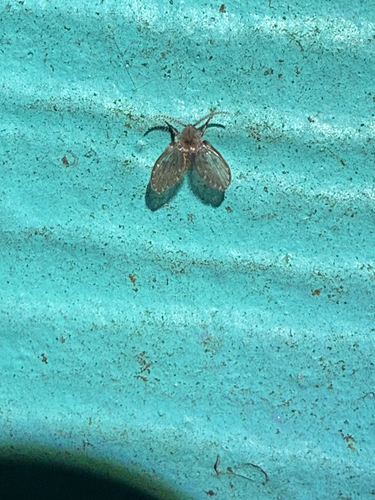 Unknown species found near Sherwood Trail, Grey Forest, TX, US
