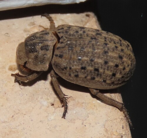 Hide beetle (Omorgus suberosus) photo 3