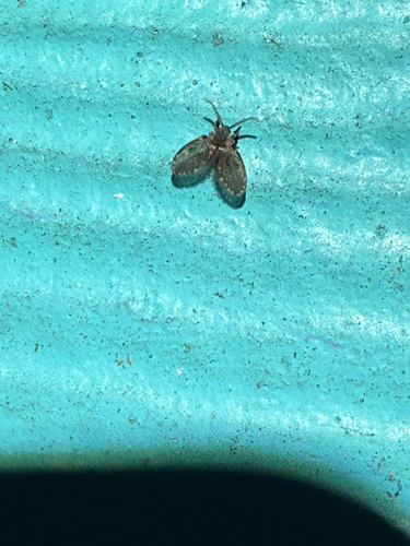 Unknown species found near Sherwood Trail, Grey Forest, TX, US