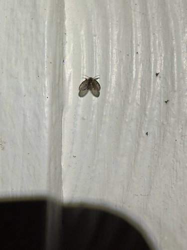 Unknown species found near Sherwood Trail, Grey Forest, TX, US