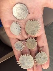 Heliophora orbiculus