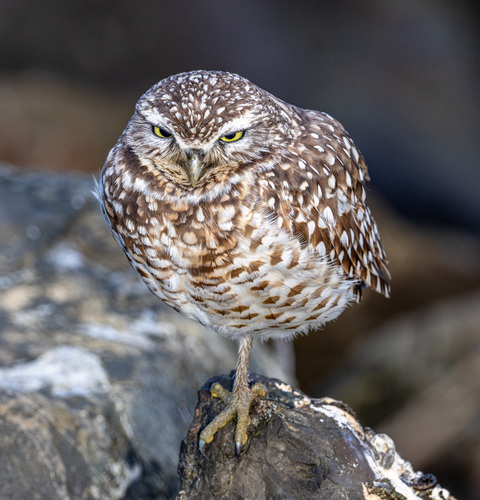 View observation of {o.common_name} on iNaturalist