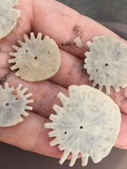 Heliophora orbiculus