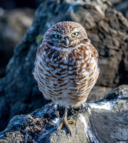 View observation of {o.common_name} on iNaturalist
