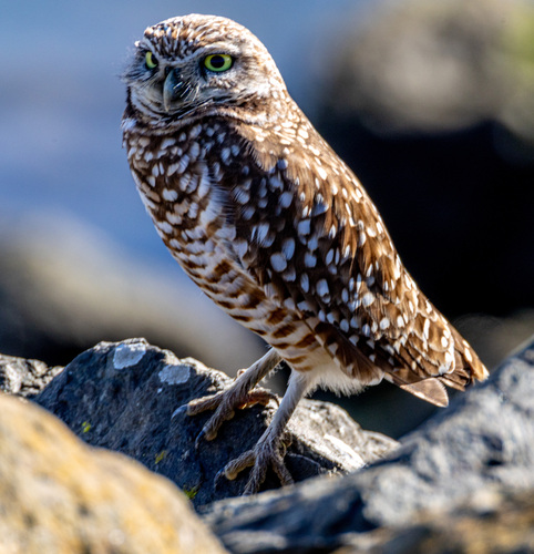 View observation of {o.common_name} on iNaturalist