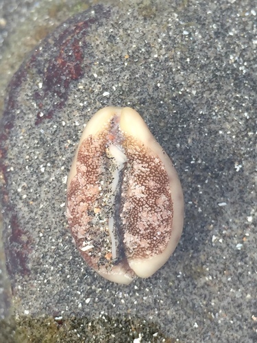 Cypraea zonaria observed 2020-01-25
