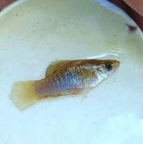 Merry widow (Phallichthys amates) — Poeciliidae — 3